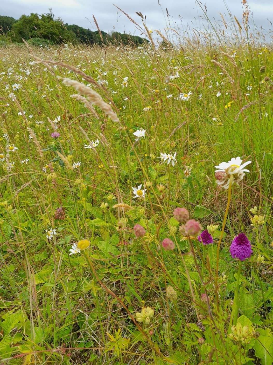 Utilising innovative survey methods to create habitat and species datasets