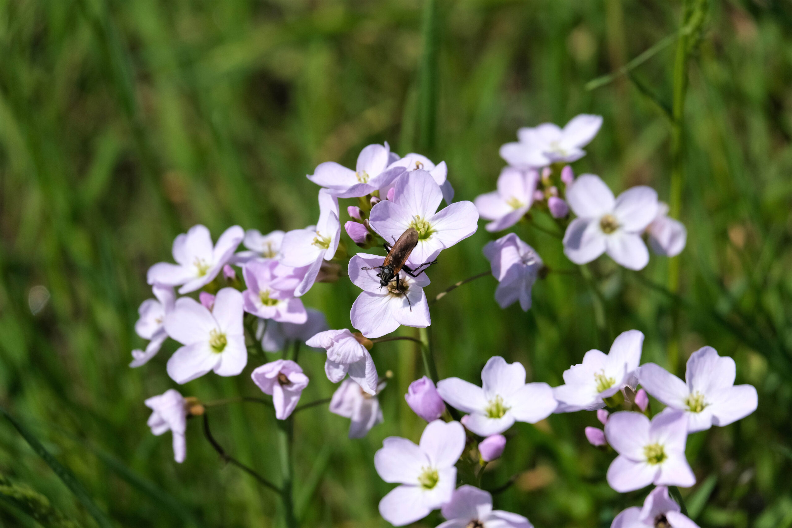 Biodiversity recommendations to ensure long-term protection 
