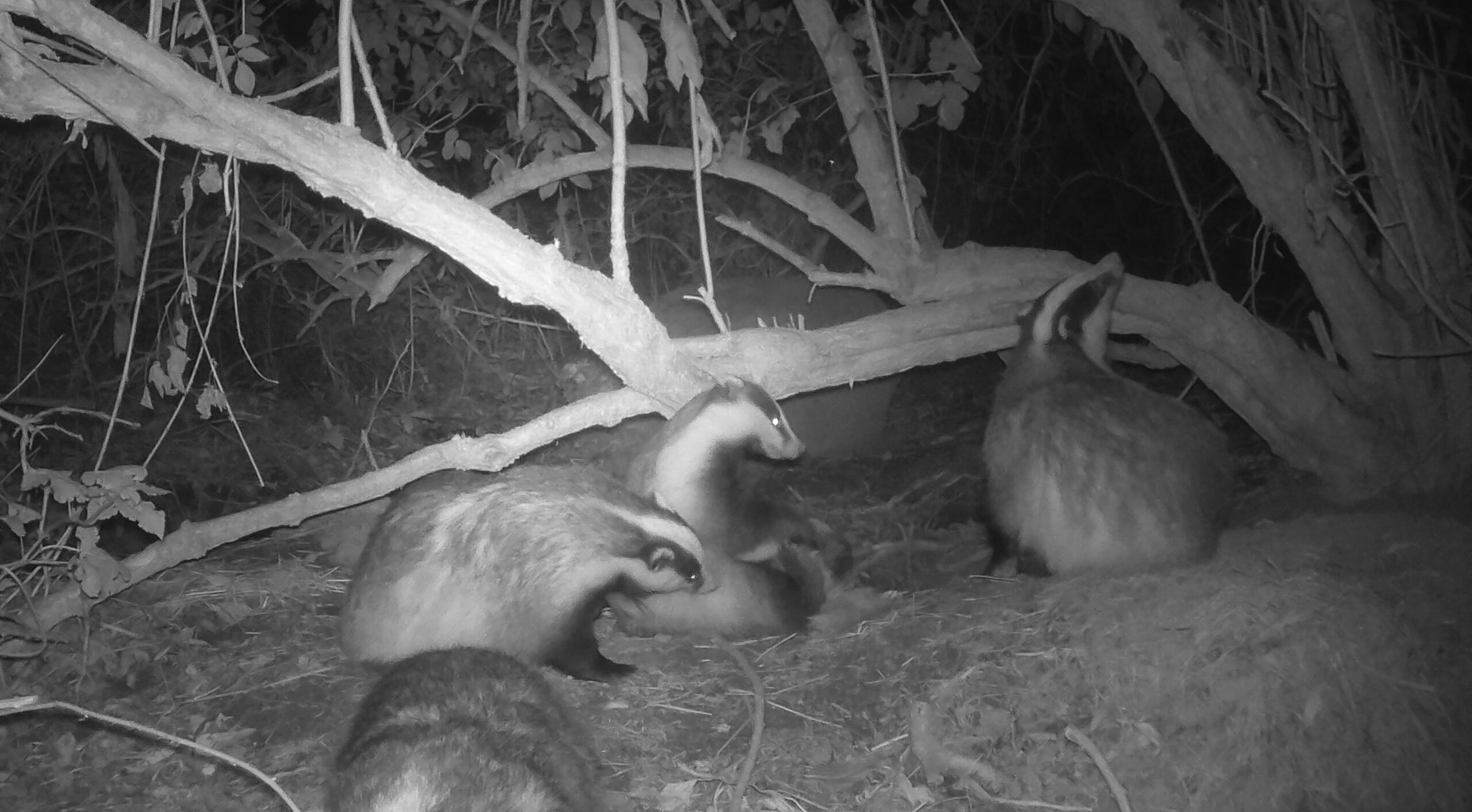 Artificial badger sett design and establishment strategy 